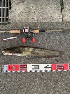 ナマズの釣果