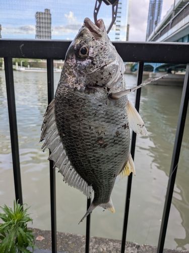 キビレの釣果