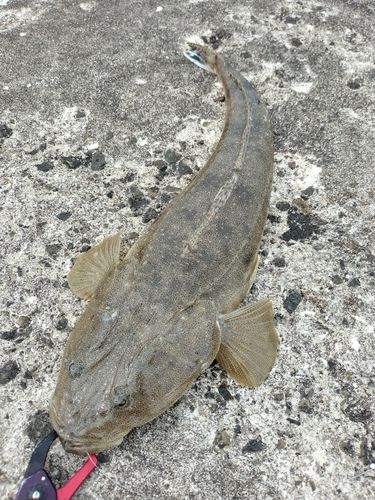 マゴチの釣果