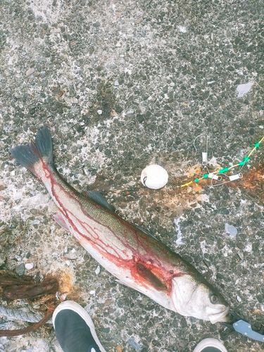 シーバスの釣果