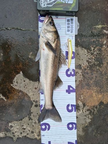 シーバスの釣果