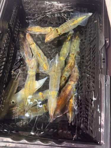 ケンサキイカの釣果