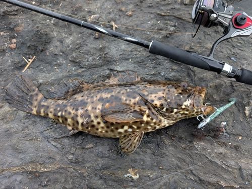 ヤイトハタの釣果