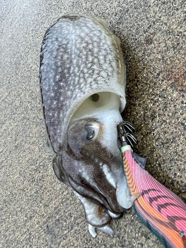 シリヤケイカの釣果