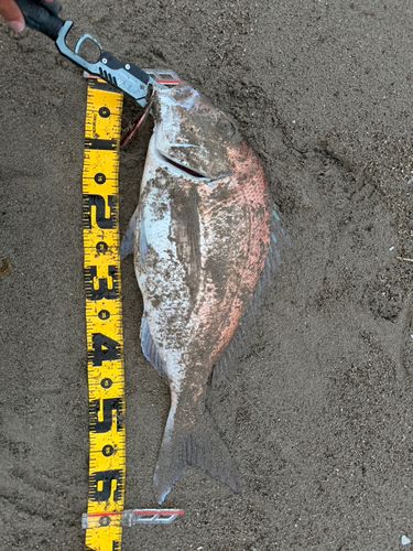 タイの釣果