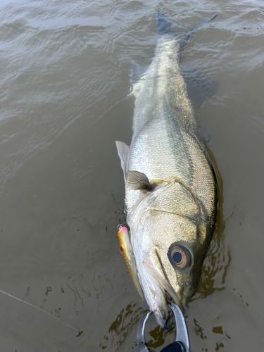 フッコ（マルスズキ）の釣果