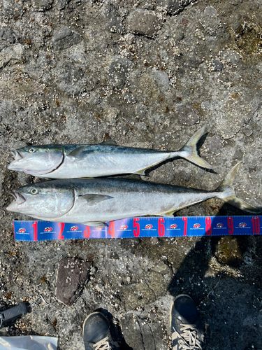 ブリの釣果