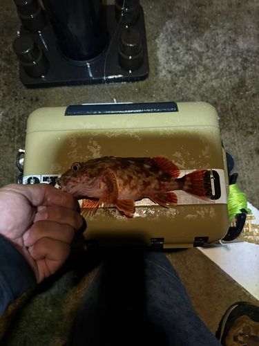 カサゴの釣果