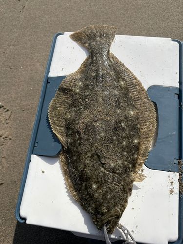 ヒラメの釣果