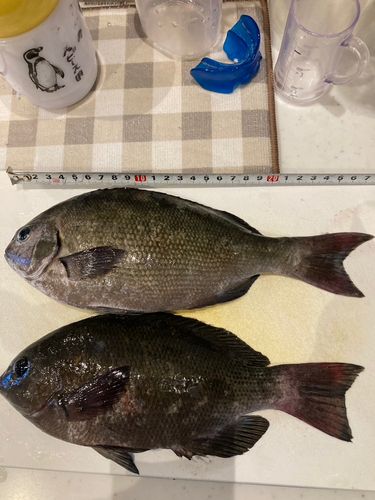 メジナの釣果