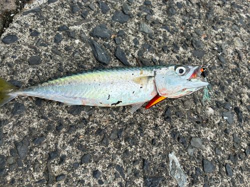 サバの釣果