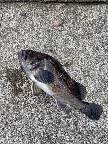 クロソイの釣果