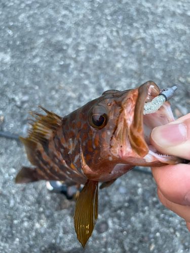 アコウの釣果
