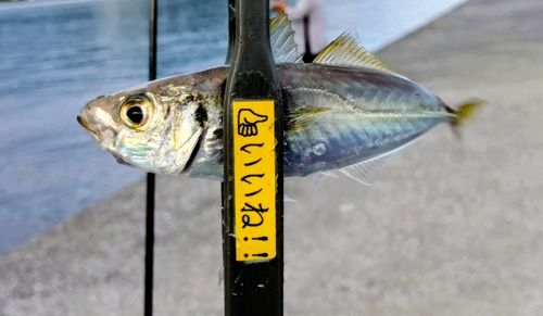マアジの釣果