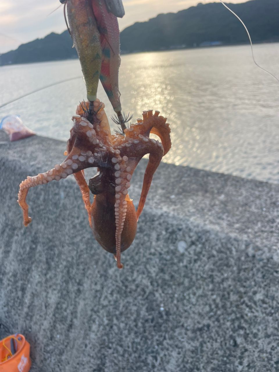 マダコの釣果写真