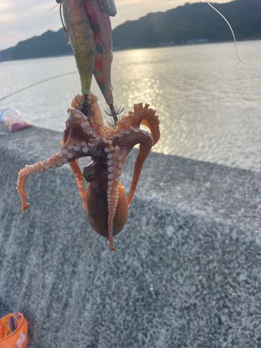 マダコの釣果