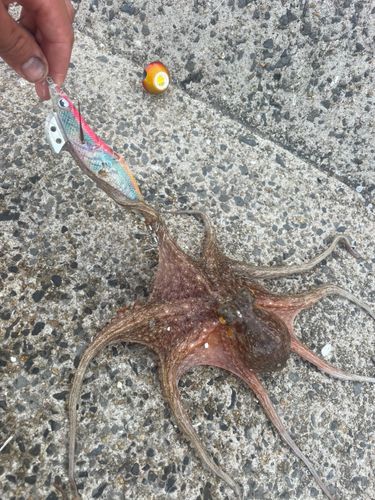 マダコの釣果