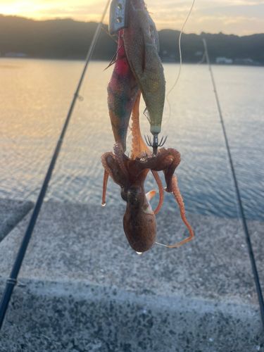マダコの釣果