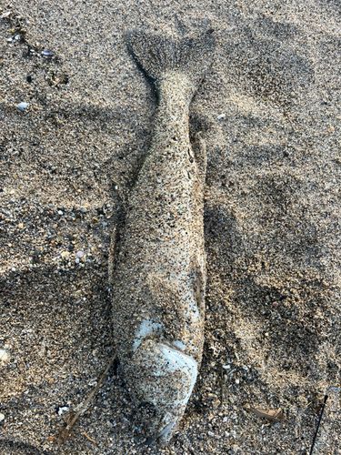 セイゴ（マルスズキ）の釣果