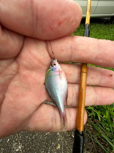 タイリクバラタナゴの釣果
