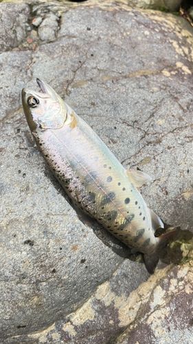 ヤマメの釣果