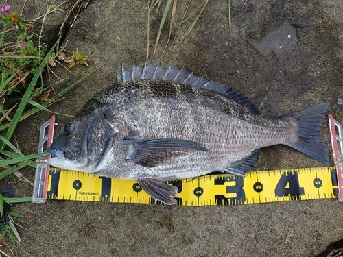 チヌの釣果