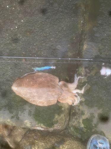 モンゴウイカの釣果