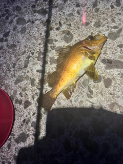 アカメバルの釣果