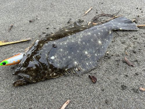 ヒラメの釣果