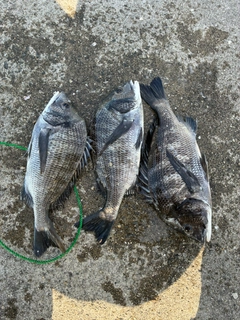 チヌの釣果