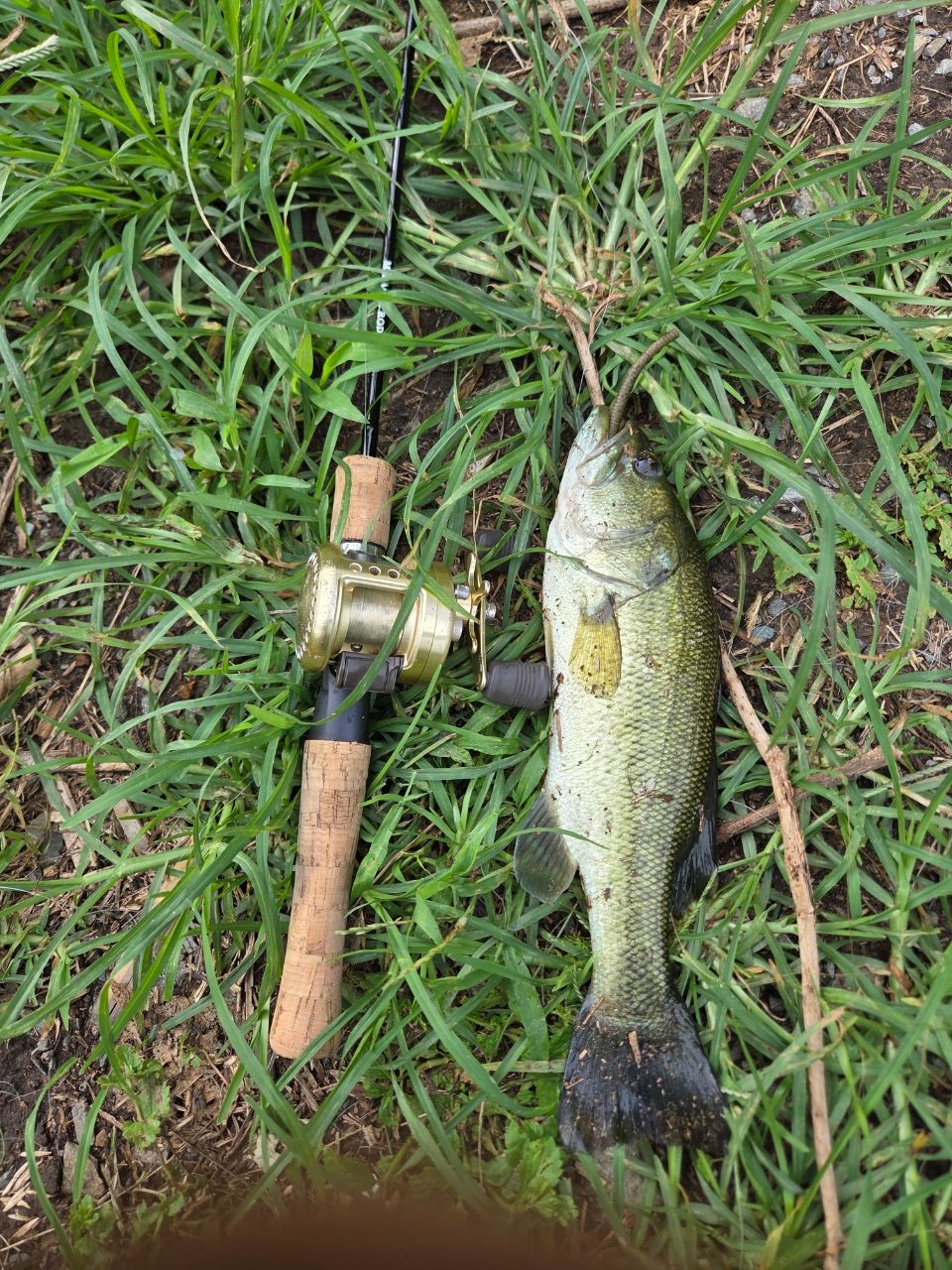 ブラックバスの釣果写真