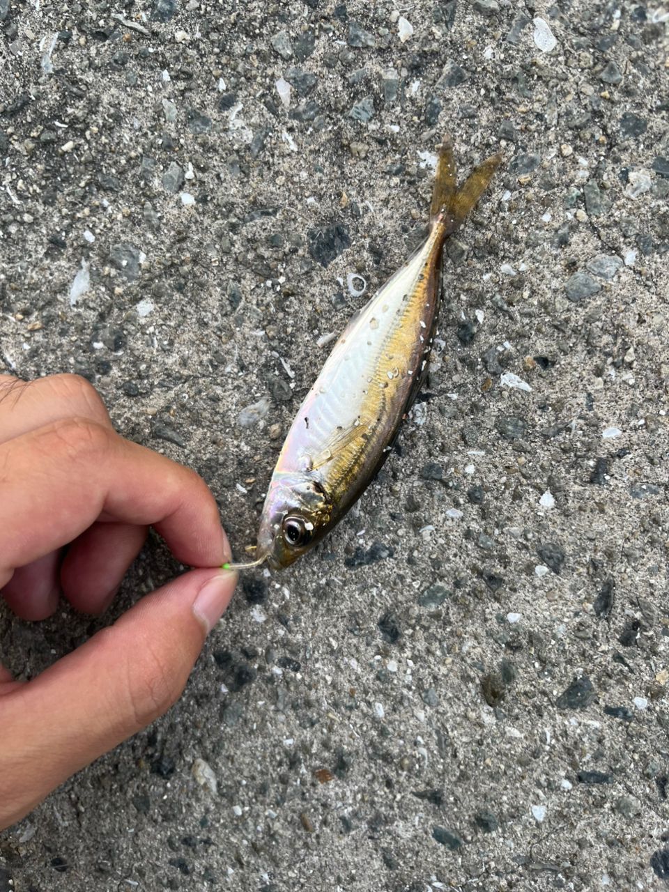 アジの釣果写真