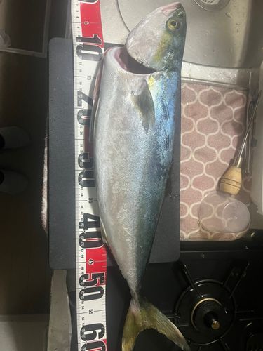ヒラマサの釣果