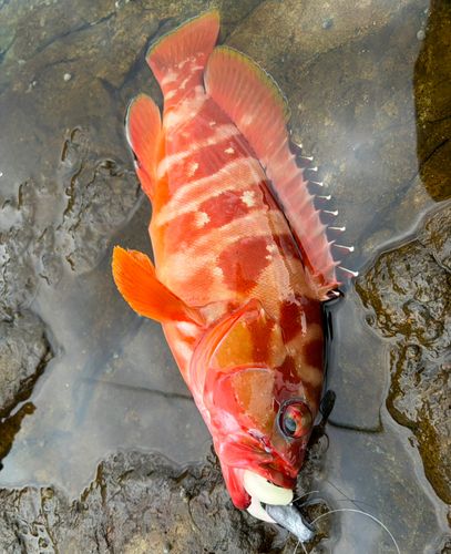 アカハタの釣果
