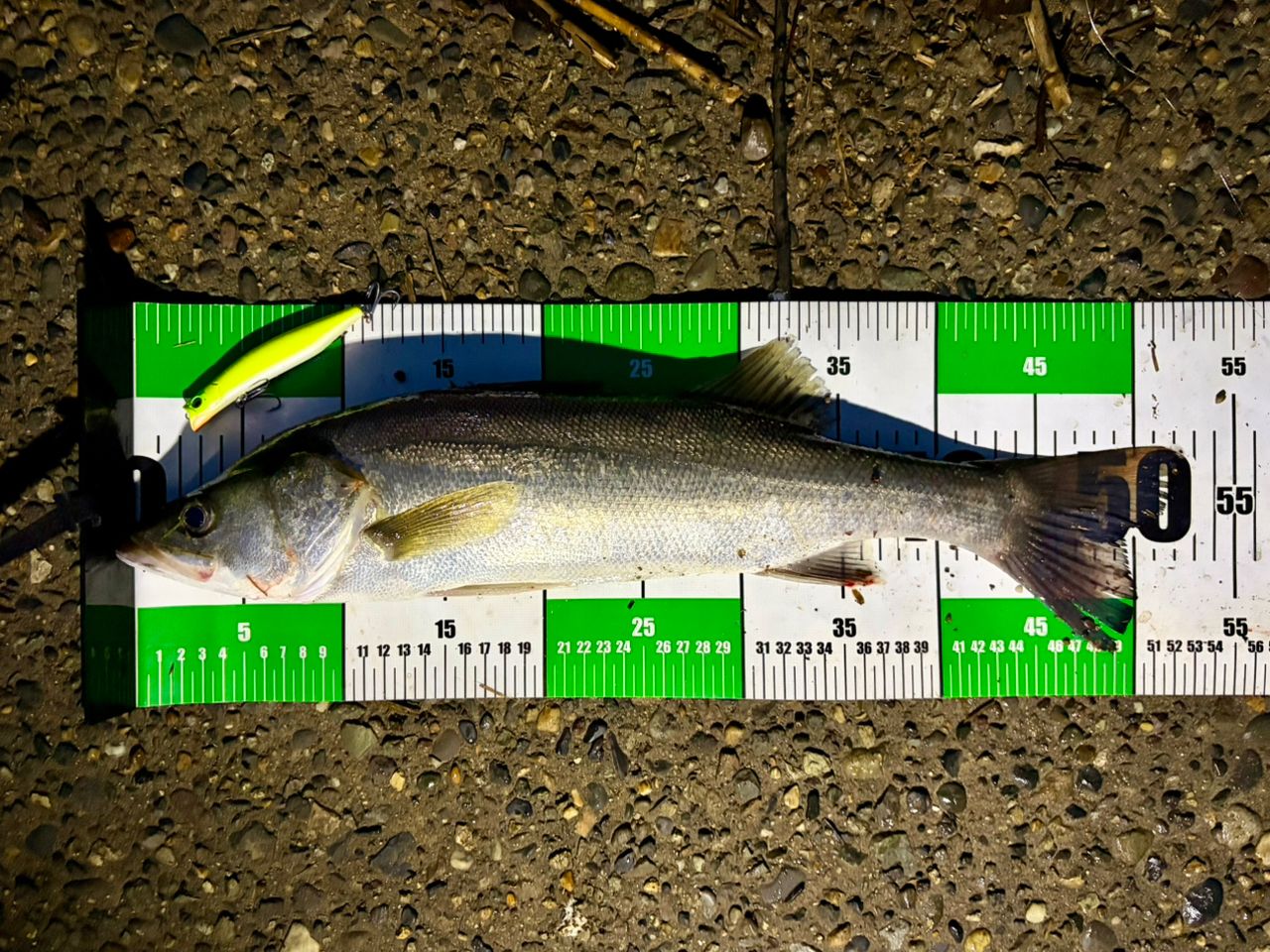 DAIWA 18ルアーニスト 86Mの最安値・インプレ・釣果 | 本音の口コミが