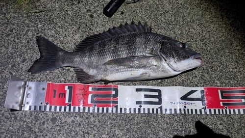 チヌの釣果