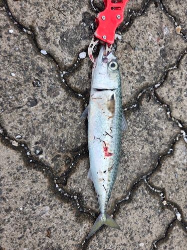 サバの釣果