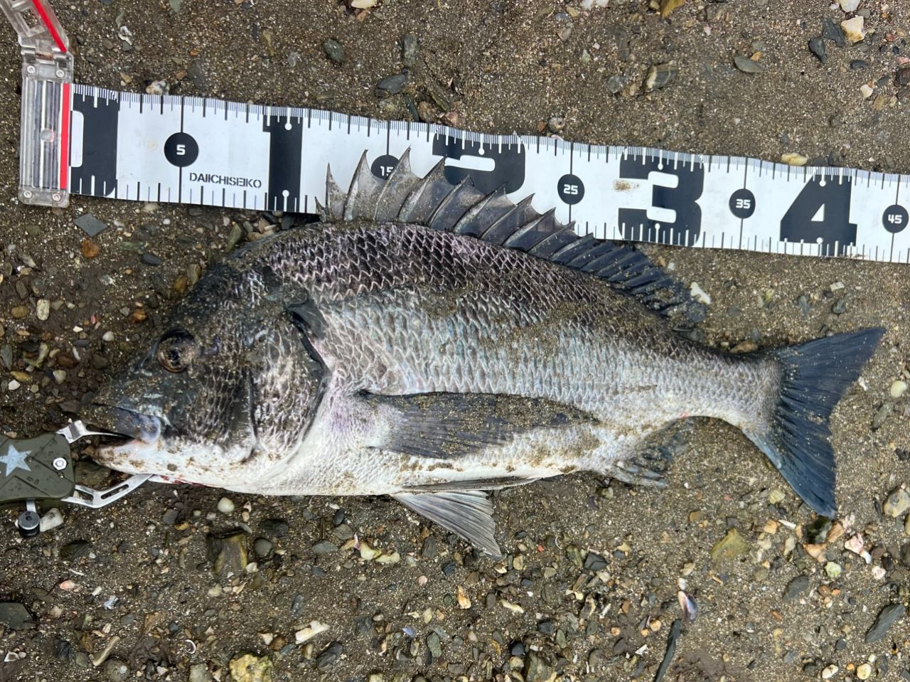チヌの釣果写真