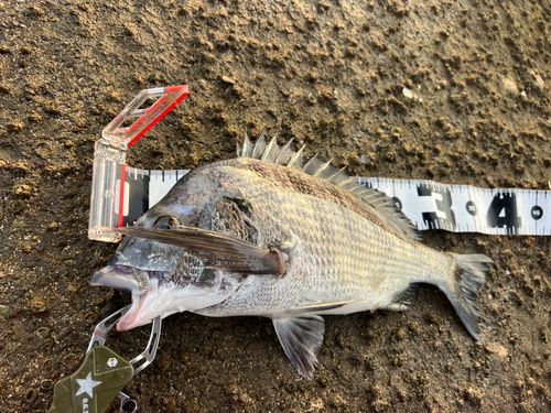 チヌの釣果