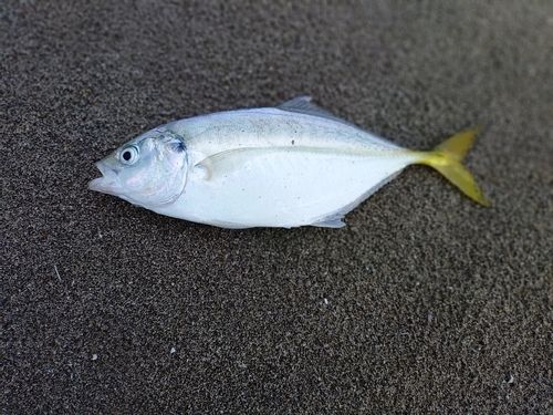 釣果