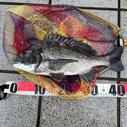 クロダイの釣果