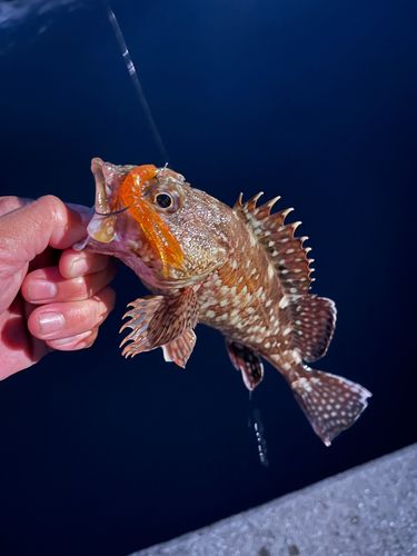 カサゴの釣果