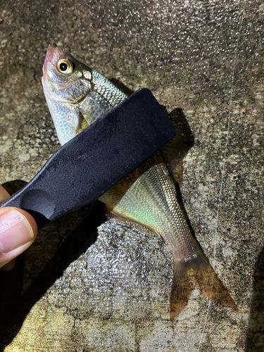 ウミタナゴの釣果