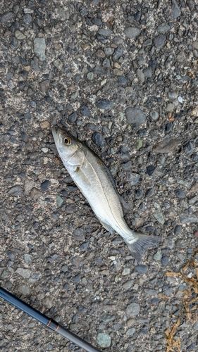 カマスの釣果