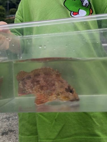 カサゴの釣果