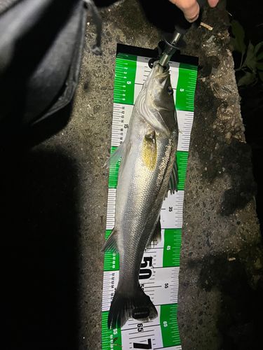 スズキの釣果