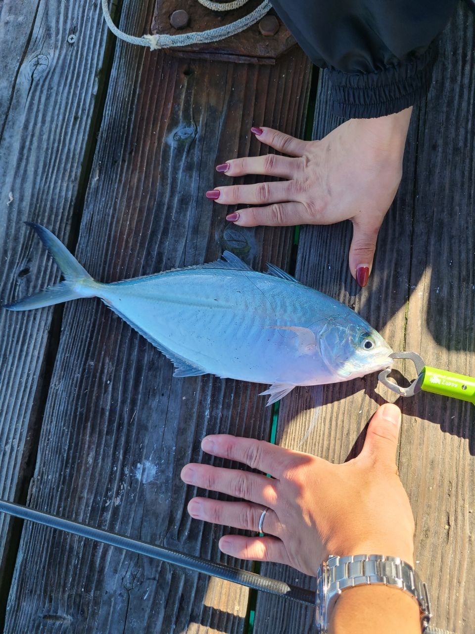 シマアジの釣果写真