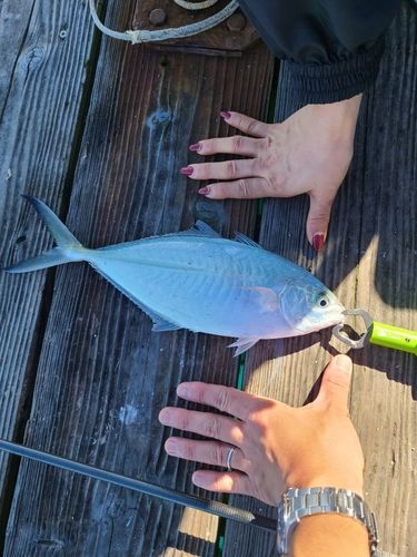 シマアジの釣果