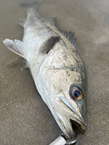 スズキの釣果