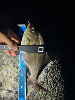 ウミタナゴの釣果